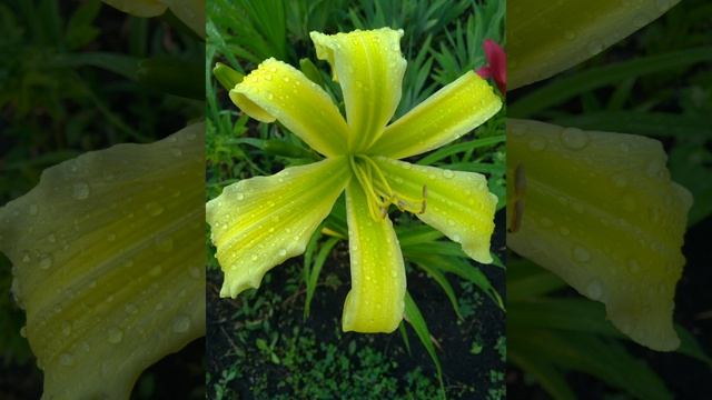 Лилейник MINT OCTOPUS Интересный лилейник с зеленым горлом смотреть онлайн