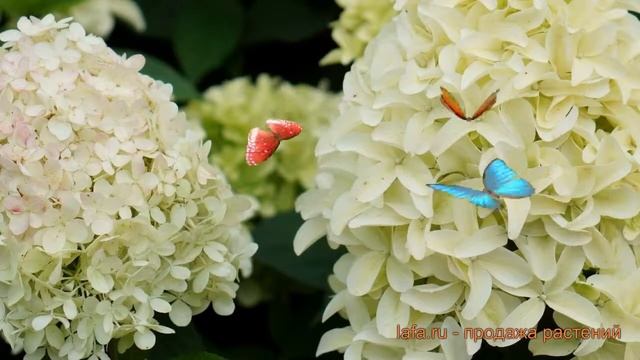 Гортензия метельчатая Скайфолл (skyfall) ? обзор: как сажать, саженцы гортензии Скайфолл смотреть онлайн