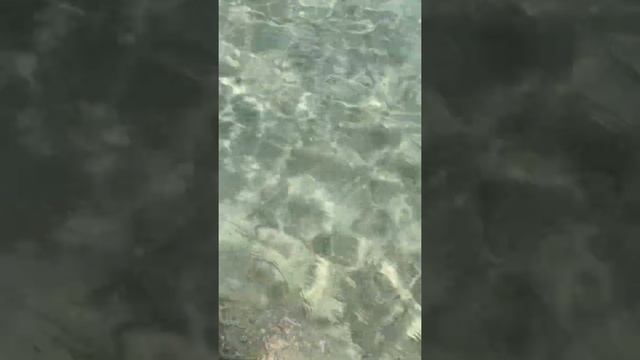 Спасаем морскую звезду. Морская звезда ⭐️. Очень интересно ? смотреть онлайн