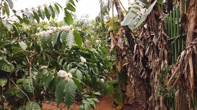 Кофе Вьетнам Далат. Как и где произрастает. Плантация арабики. смотреть онлайн