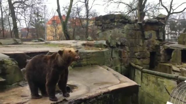 Балтийское море, город, зоопарк смотреть онлайн