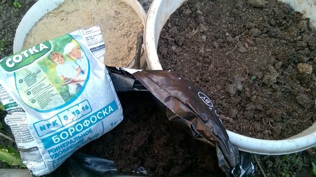 Все особенности осенней посадки лилий и уход за лилиями смотреть онлайн