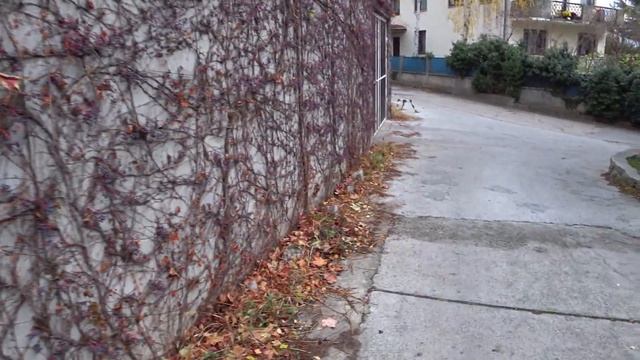 ДОРОГА В ЯЛТУ? / ЯЛТИНСКИЕ КОТИКИ ???/ 1000 СТУПЕНЕК В ? смотреть онлайн