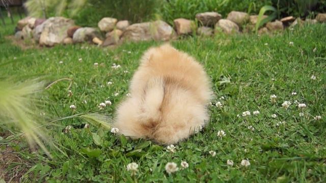 Шпиц поймал майского жука смотреть онлайн