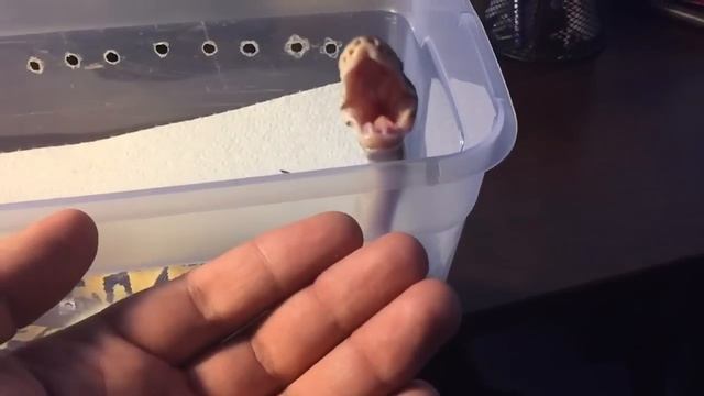 Slow-Motion Baby Ball Python Yawn смотреть онлайн