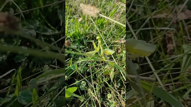 Опасен ли БОГОМОЛ для человека. смотреть онлайн