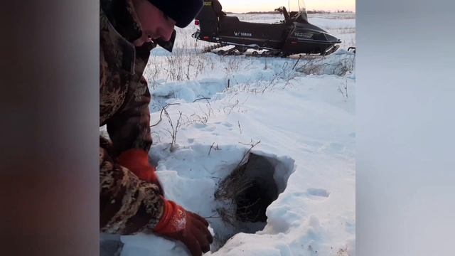 Установка капканов. на Корсака, Лису. смотреть онлайн