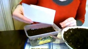 Лобулярия (Алиссум) СЕКРЕТЫ посева без потерь!