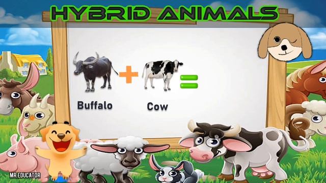 Hybrid Animals That Are Hard To Believe Actually Exist смотреть онлайн