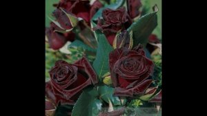 Обзор сорта розы "Блэк Баккара" (характеристики, свойства, фото)