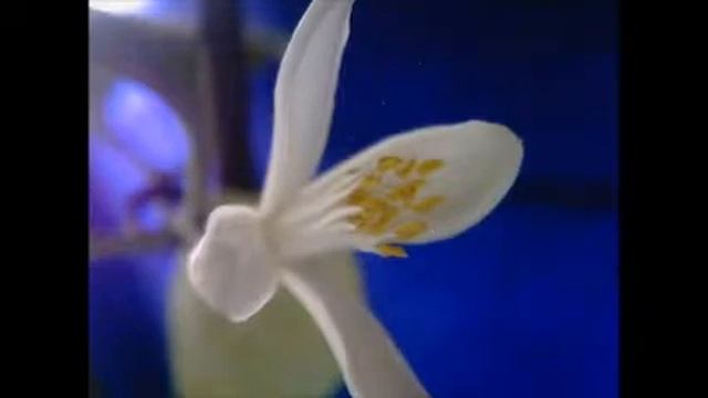 Цветение лимона Павловского. Ускоренная съемка смотреть онлайн