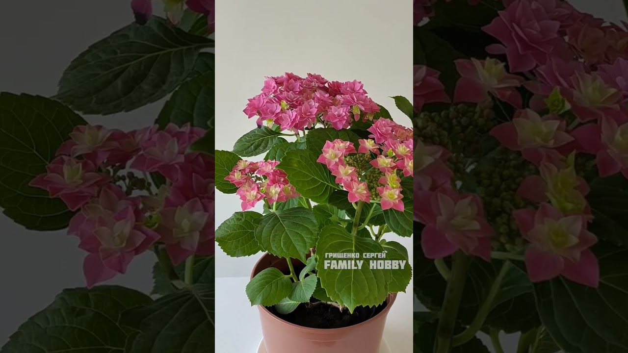 Гортензия крупнолистная Feather Hot Pink 2 августа смотреть онлайн