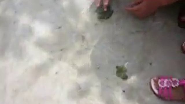 Лягушка -квакушка смотреть онлайн