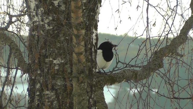 My first Panasonic SD90 test, birds смотреть онлайн