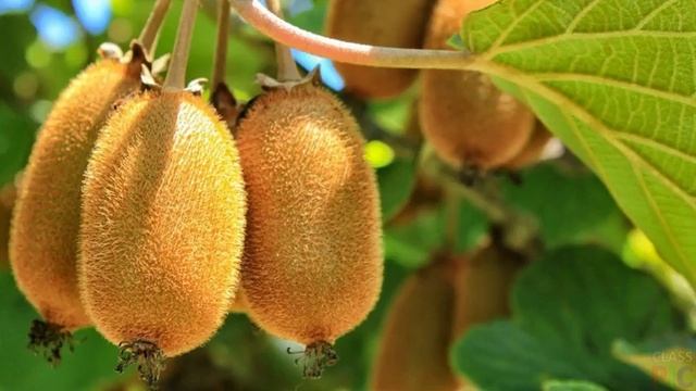 Как растет киви? полезные свойства. Как произрастает киви в природе? смотреть онлайн