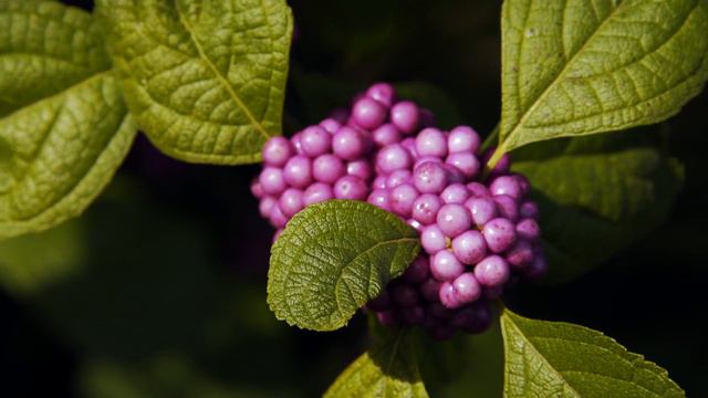 Colorful Berry Plants смотреть онлайн