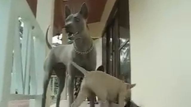 Thai Ridgeback Dog, Runa & Chaba смотреть онлайн