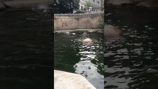 Морские котики смотреть онлайн