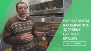 Это должен знать каждый птицевод! Как быстро и без потерь вырастить молодняк! Советы профессионалов!