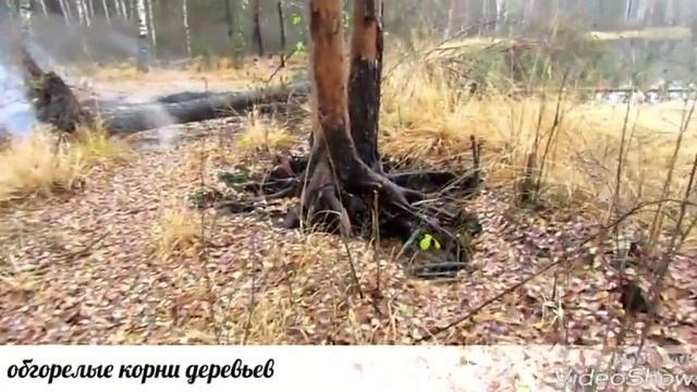 Святое озеро. Брянская область. 176 км от г. Жуковки. смотреть онлайн