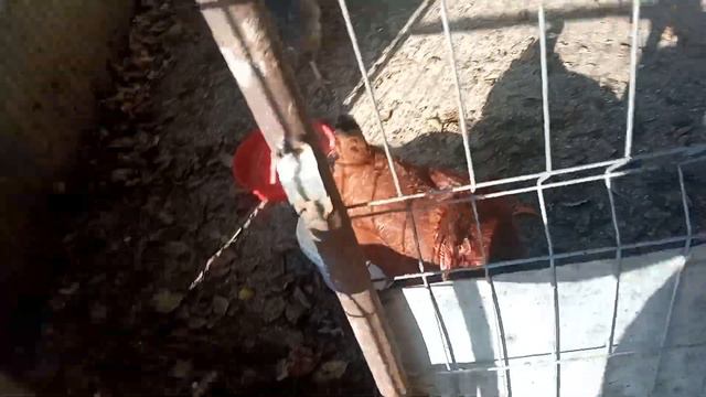 Как отучить курицу сидеть на яйцах 5 часты ! 🐔🥚🐔 смотреть онлайн