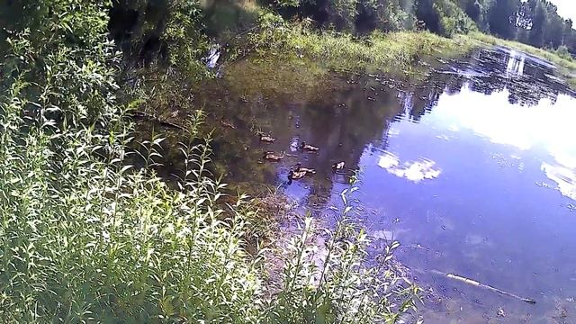 ПРОГУЛКА В БЛИЖАЙШИЙ ЛЕС. Подмосковная деревня. смотреть онлайн