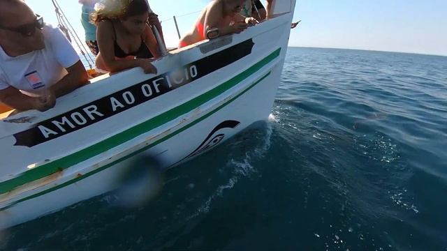 DOLPHIN Watching Tour And UNDERWATER Footage! Sesimbra Portugal