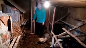 Курятник без отопления. Замерзнут ли куры.