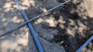 Сажаем малину весной. Саженцы малины ЗКС.