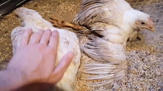 Вес бройлера в 50 дней! /Чем кормить бройлера? / Маленькие цыплята кушают варёное яйцо/Цыплята брам смотреть онлайн