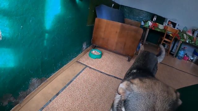 ЖИВУ ОДНА В ДЕРЕВНЕ /ПОМЫЛА МАШИНУ/ УБОРКА В ГАРАЖЕ / ЖИЗНЬ В ДЕРЕВНЕ смотреть онлайн