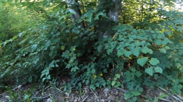 С СЕМЬЁЙ ЗА ГРИБАМИ/МНОГО БЕЛЫХ И ПОДОСИНОВИКОВ 07.08.2020 ПРИКОЛЫ смотреть онлайн