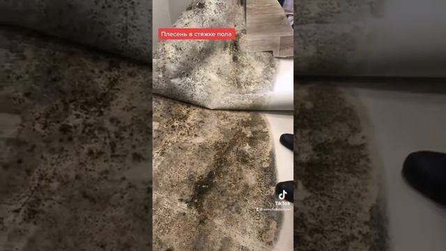 Плесень в стяжке пола смотреть онлайн