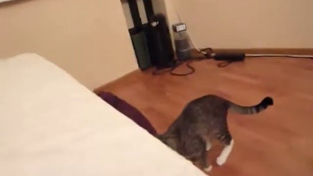 Кошки не поддаются дрессировки??? смотреть онлайн