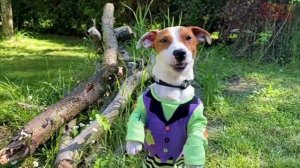 локи бобо. ?