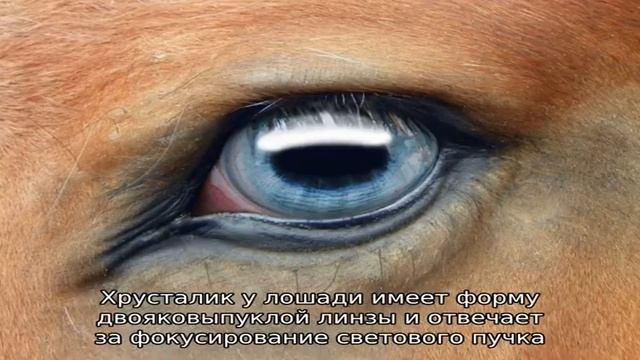 Особенности зрительного анализатора у лошадей