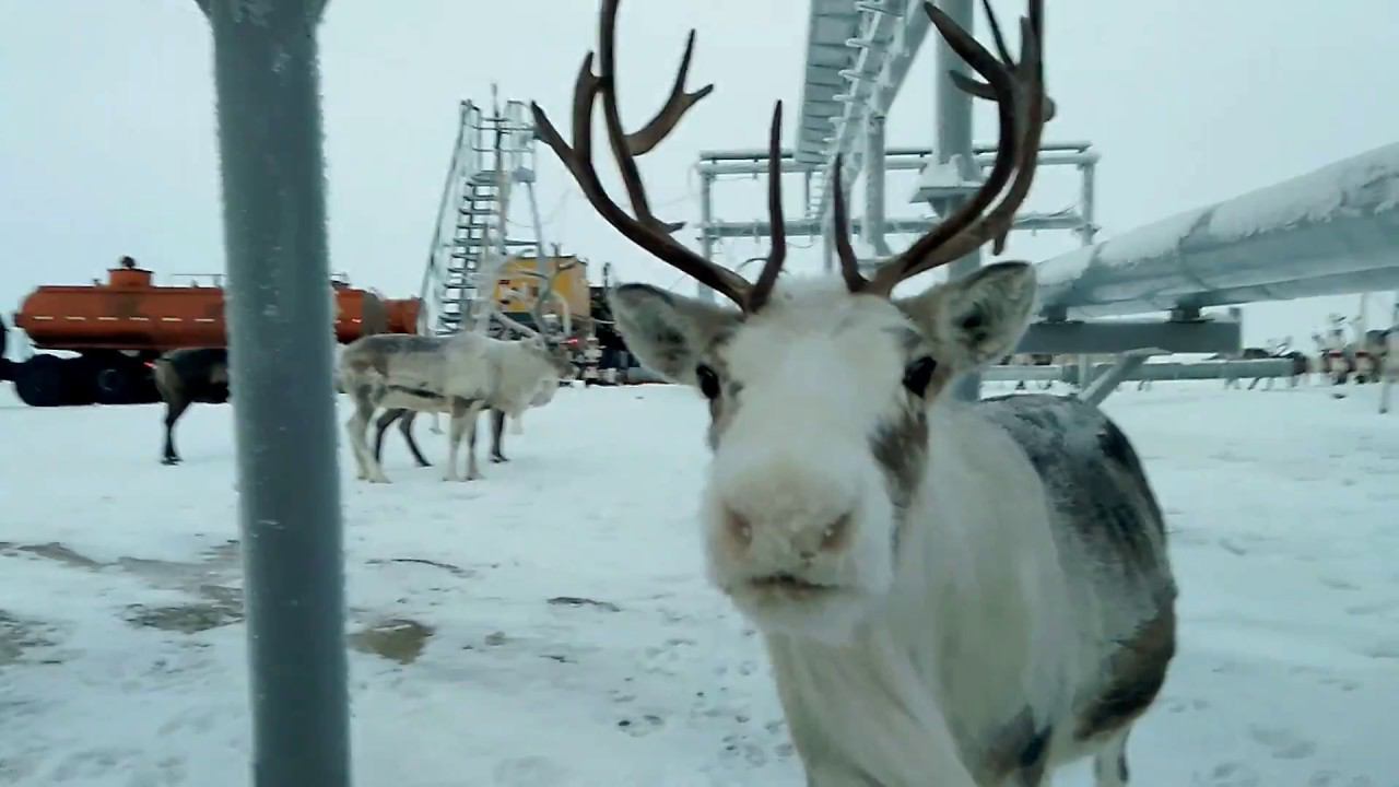 Северные олени смотреть онлайн