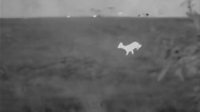 Spotting Deer with the Quantum XQ38 смотреть онлайн