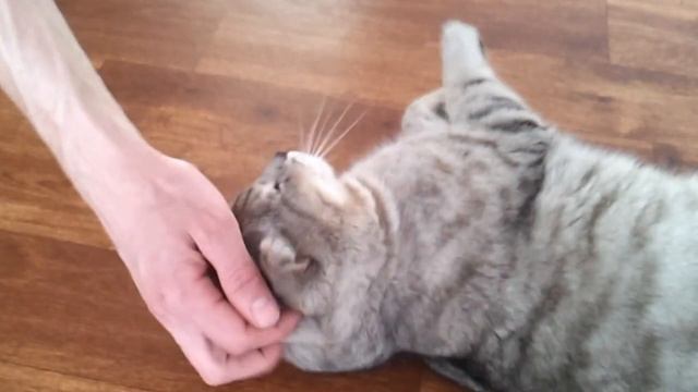 безхвостый котэ смотреть онлайн