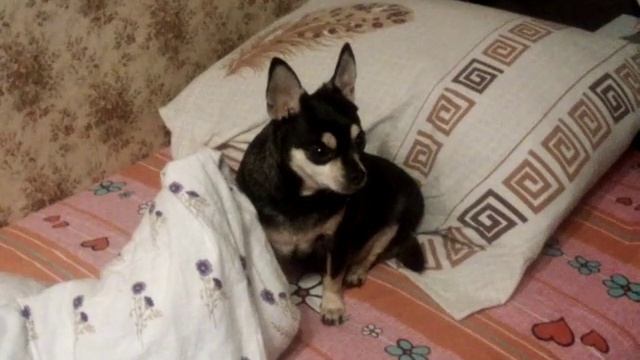 Вид собаки смотреть онлайн
