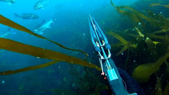 Top 20 Spearfishing Moments 2020