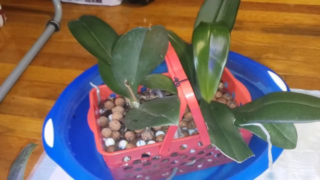 Орхидеи. Групповая посадка спустя 10 месяцев. смотреть онлайн