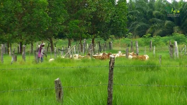 Como Tener Buenas Practicas En La Produccion De Palma Africana - TvAgro por Juan Gonzalo Angel смотреть онлайн