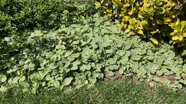 Почвопокровные (стелящиеся) растения: бересклет, живучка, можжевельник… смотреть онлайн