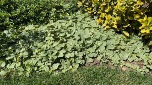 Почвопокровные (стелящиеся) растения: бересклет, живучка, можжевельник…