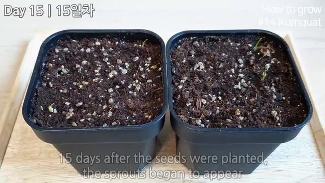 How to grow Kumquat from seed｜Your own Kumquat tree｜How to grow #14 Kumquat｜Eng Sub смотреть онлайн