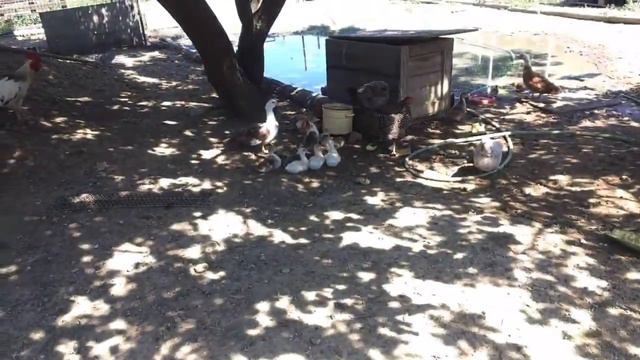 Продаю гладиолусы смотреть онлайн