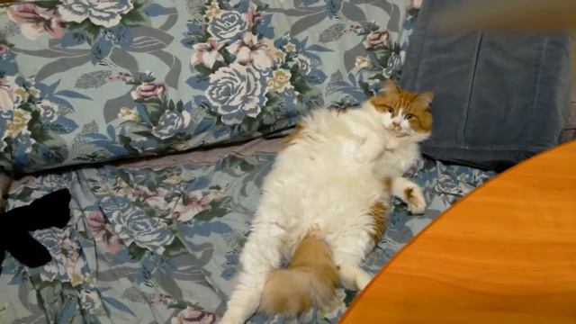 КОТ Вальяжный котик! 🐈 смотреть онлайн