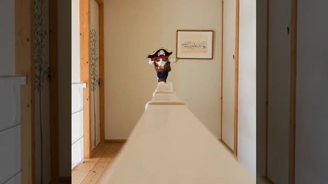 кот пират / pirate cat смотреть онлайн