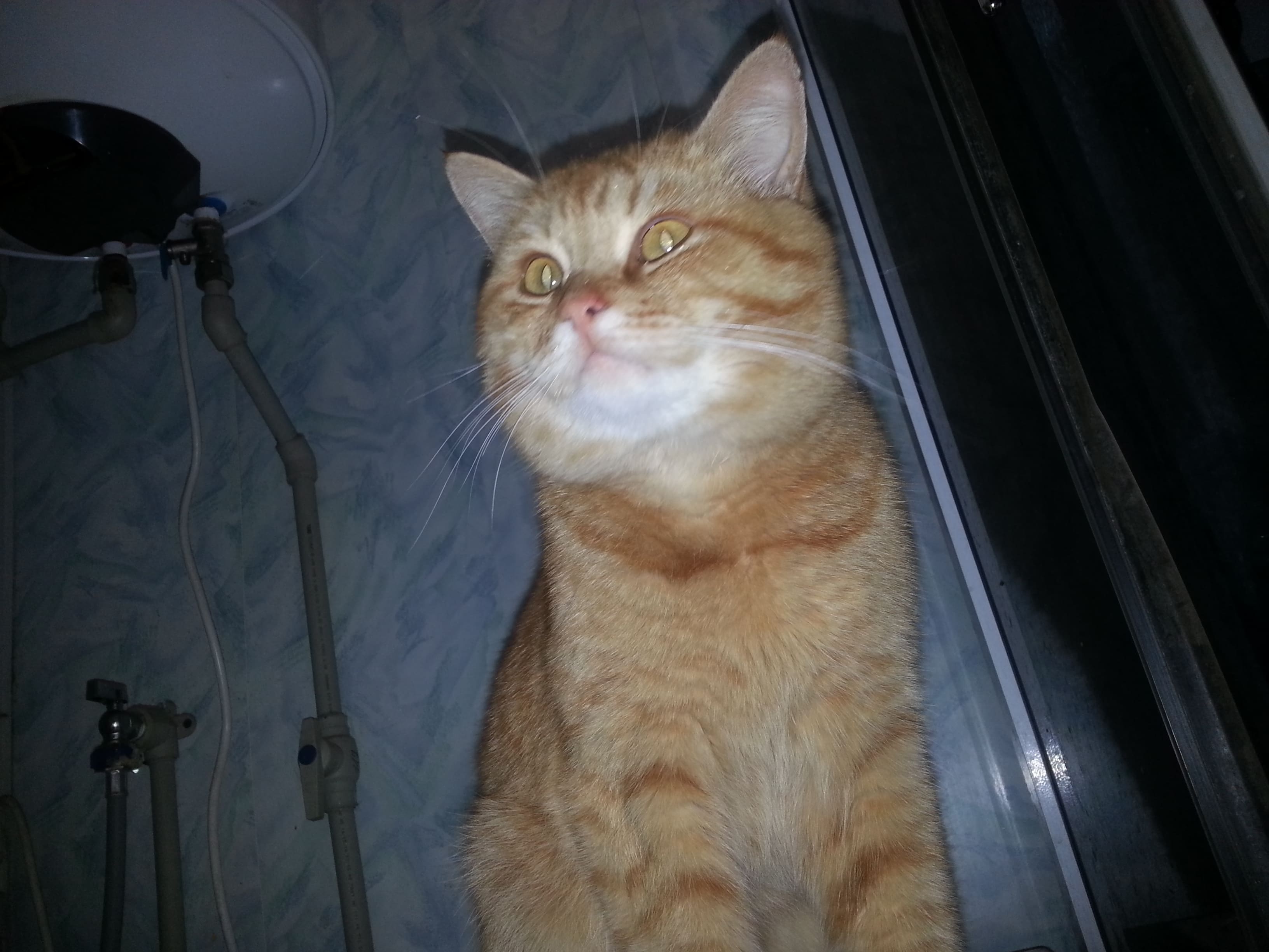 Наши кошки смотреть онлайн